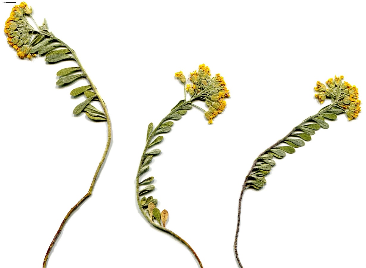 Alyssum loiseleurii (Brassicaceae)